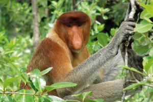Malaysia - Philippinen - Nasenaffen und Koboldmakis