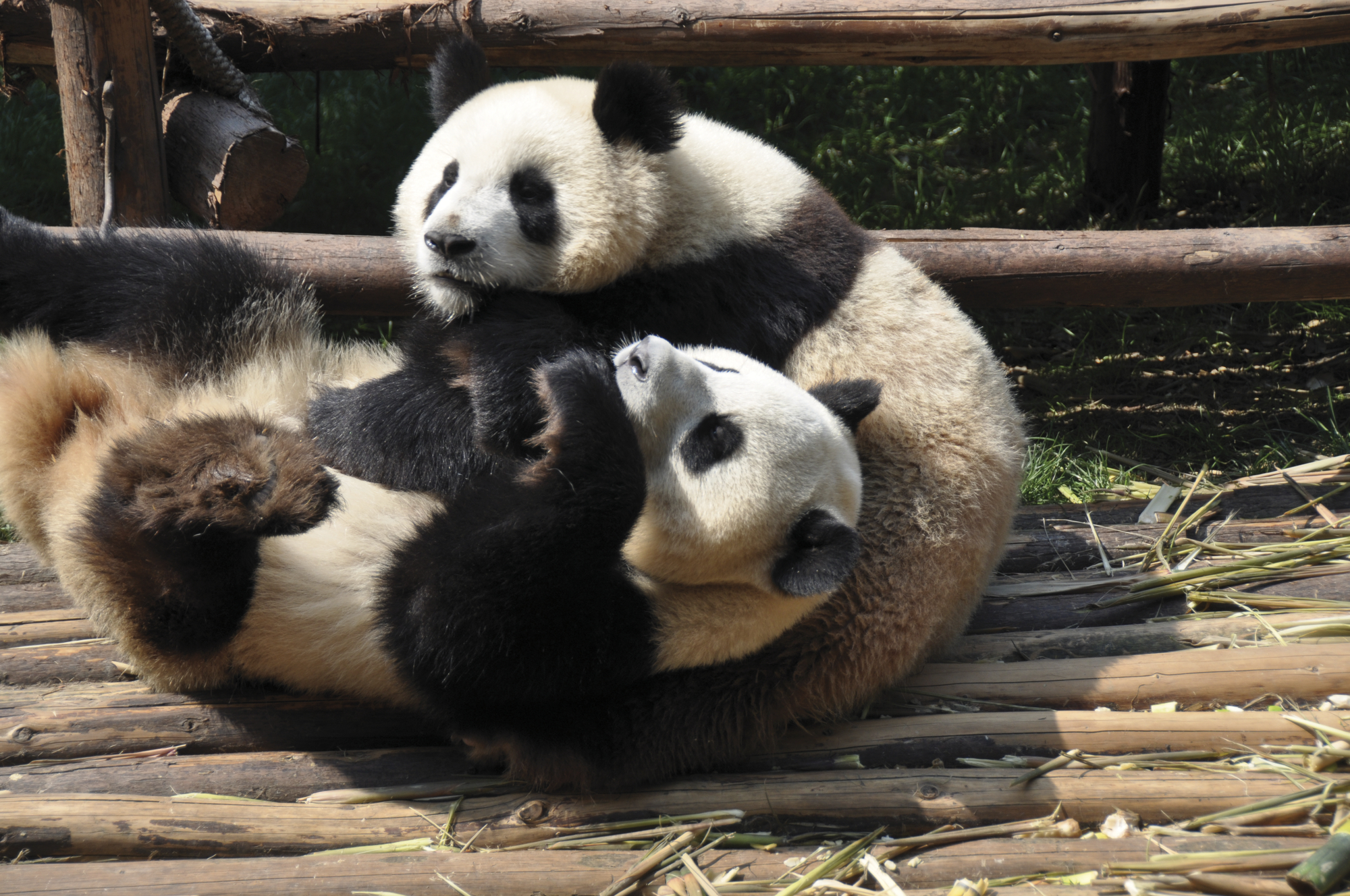Pandabären in Chengdu