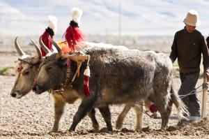Heiliger Weg nach Tibet Heiliger Weg nach Tibet