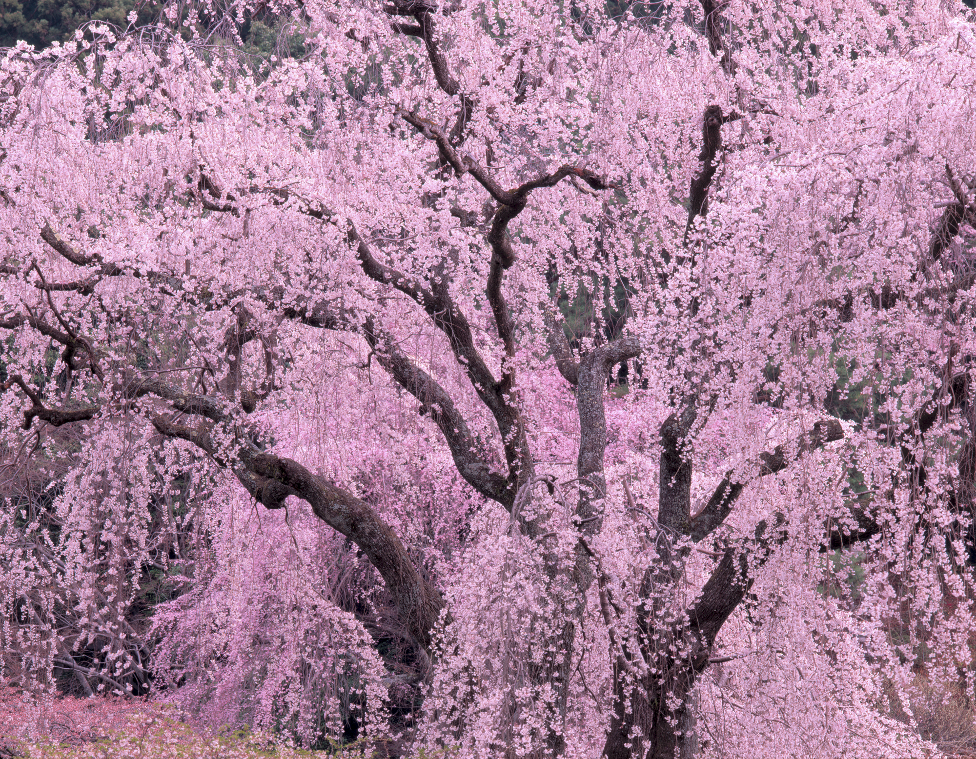 Kirschblüte in Japan