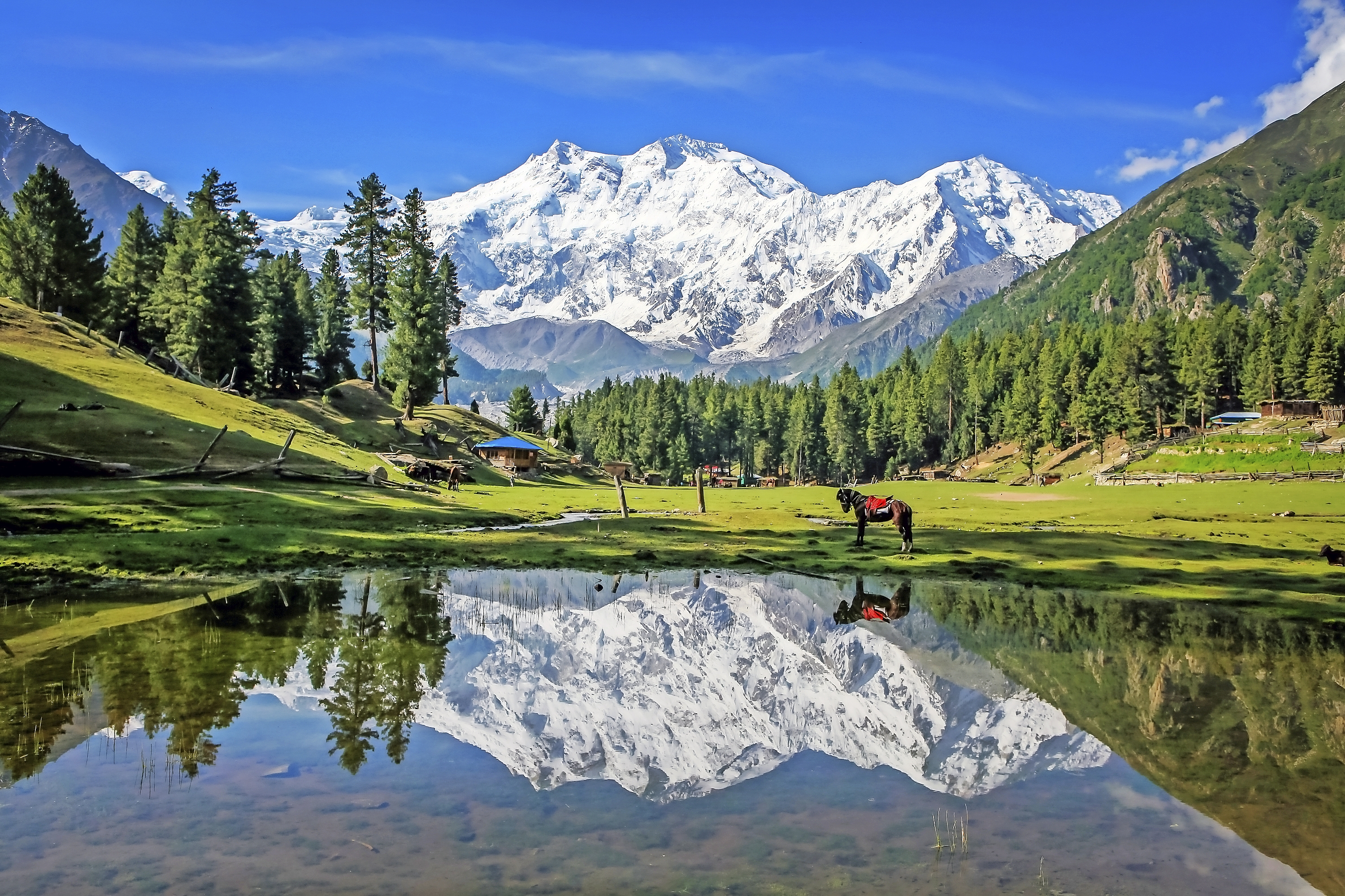 Wie im Traum: Märchenwiese mit Nanga Parbat