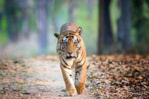 Indien - Auf der Fährte des Tigers