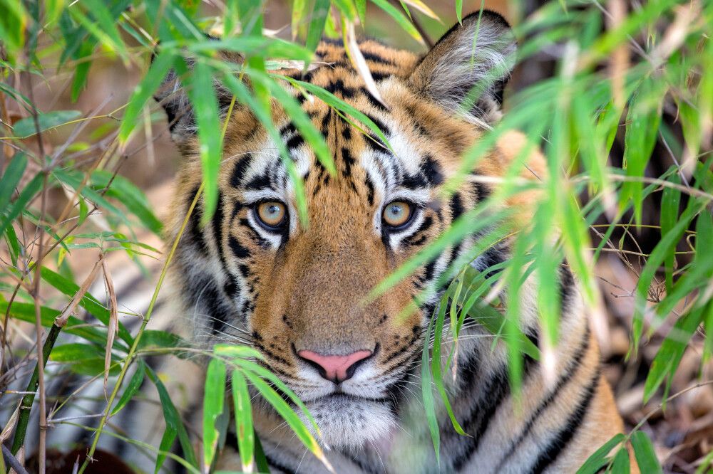 Indien - Der Tiger im Fokus