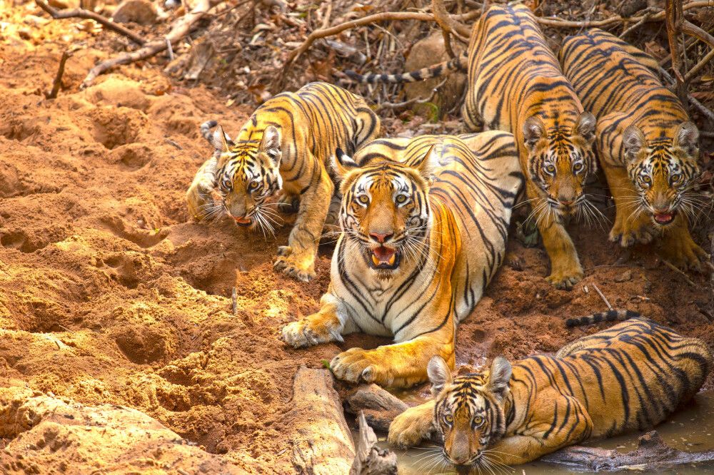 Indien - Der Tiger im Fokus