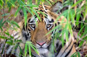 Indien - Der Tiger im Fokus Indien - Der Tiger im Fokus