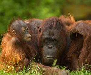 Indonesien - Drei Inseln, ein Abenteuer Indonesien - Drei Inseln, ein Abenteuer