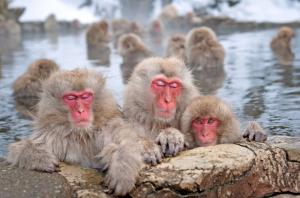 Japan - Schneeaffen, Kirschblüte und Nacktfestival