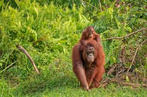 Naturwunder Borneo Naturwunder Borneo