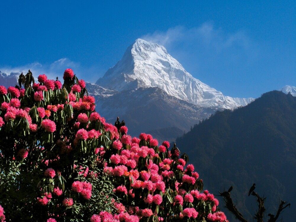 Nepal - Große Annapurna-Runde