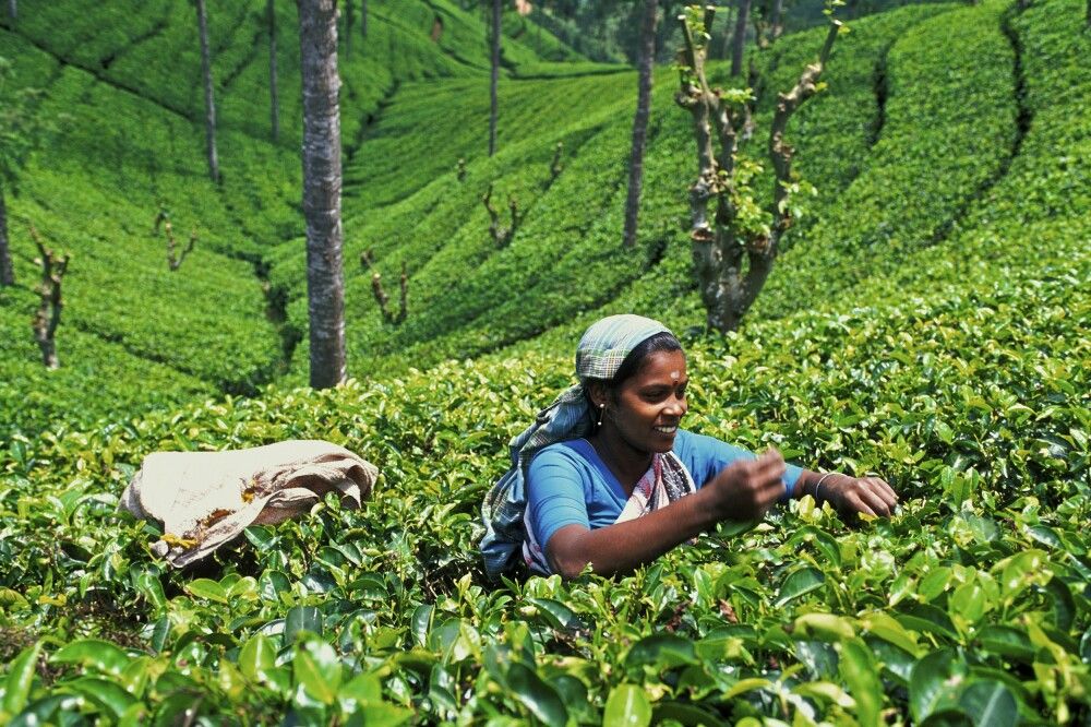 Sri Lanka - Im Land des Ceylon-Tees