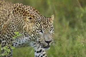 Sri Lanka - Leoparden und Löwenfelsen