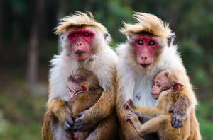 Sri Lanka: Im Einklang mit der Natur Sri Lanka: Im Einklang mit der Natur