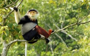 Vietnam - Streifzug durch die letzten Naturparadiese Vietnam - Streifzug durch die letzten Naturparadiese