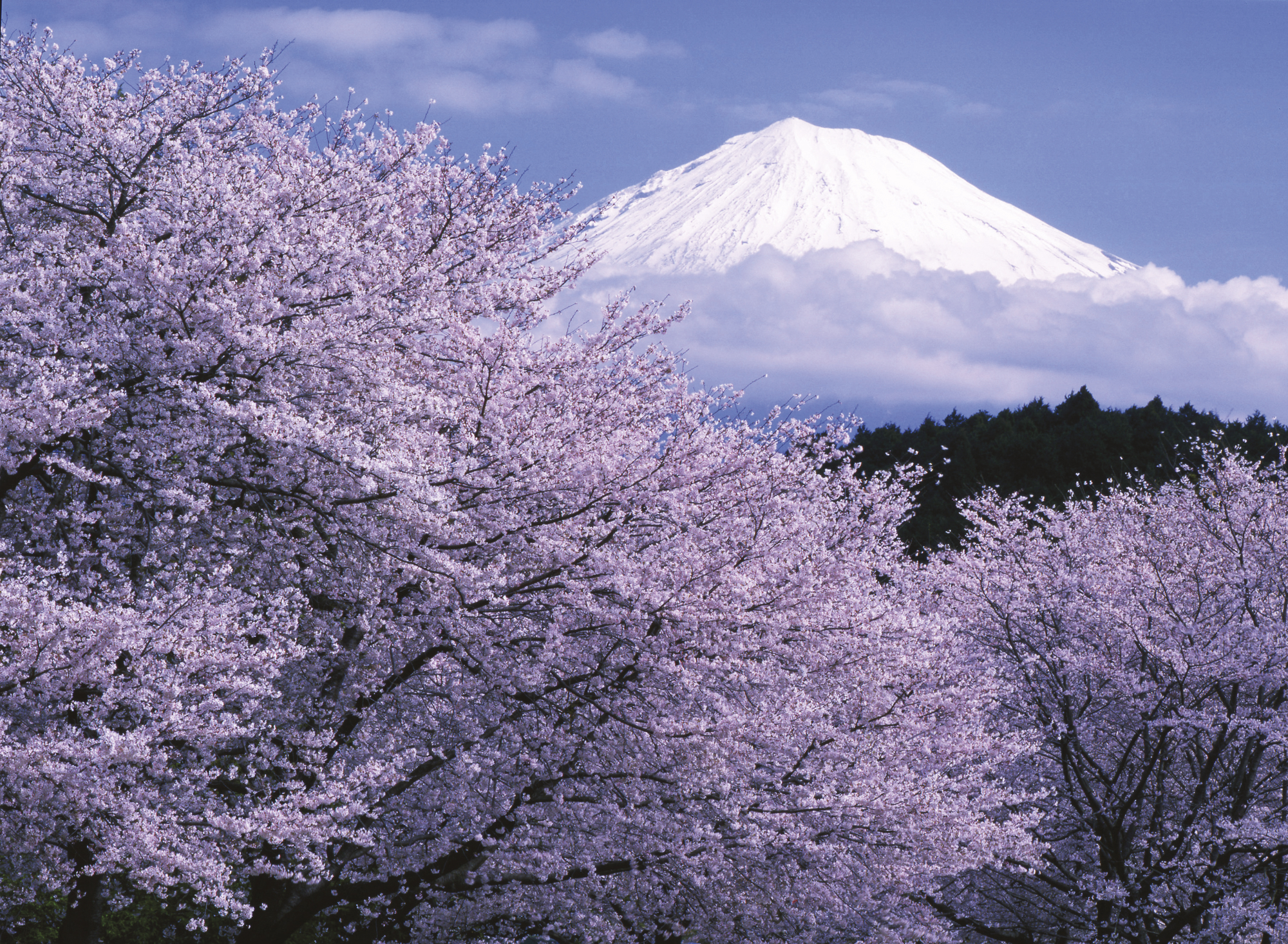 Kirschblüte am Fuß des Fuji